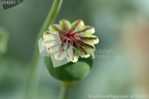 Image of Poppy