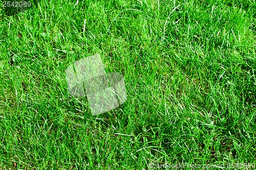 Image of Green grass