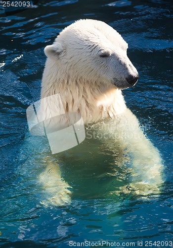 Image of Polar bear