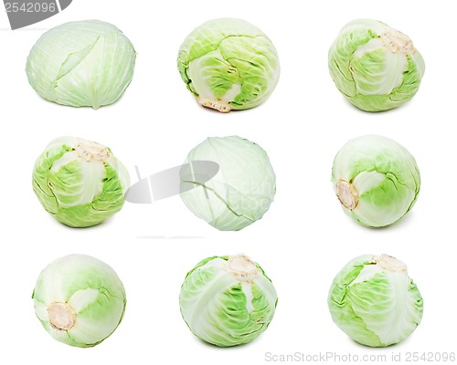 Image of Cabbage