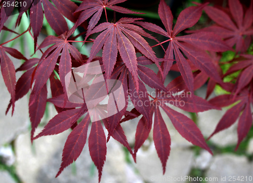 Image of maple leaves