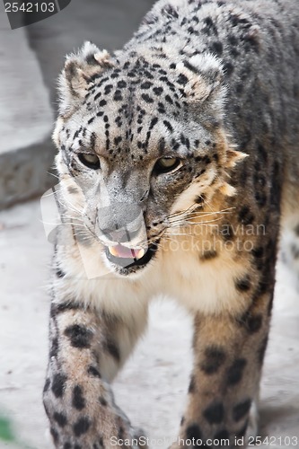 Image of Snow Leopard