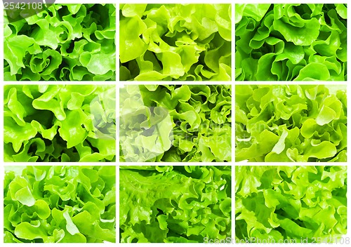 Image of Lettuce
