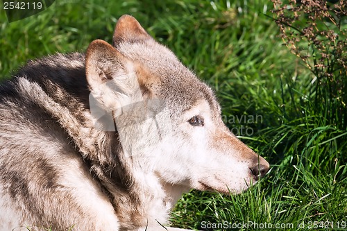 Image of Wolf