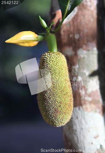 Image of jackfruit