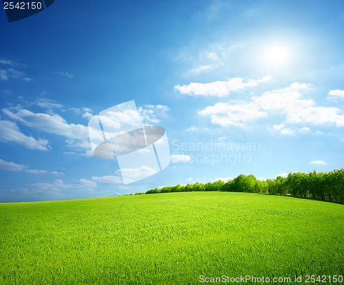 Image of Field of green grass