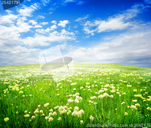 Image of Field of flowers