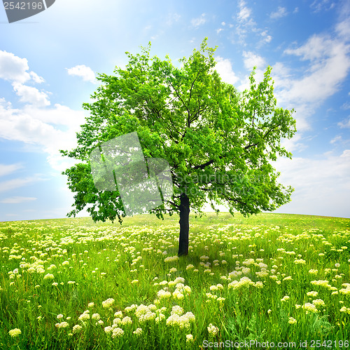 Image of Tree and wild flowers