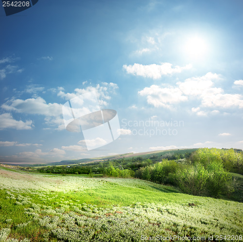 Image of Spring meadow