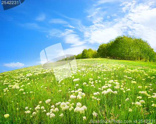 Image of Field of white flowers