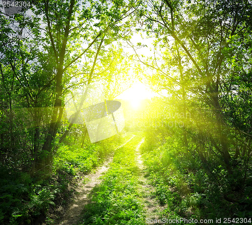 Image of Country road and sunlight