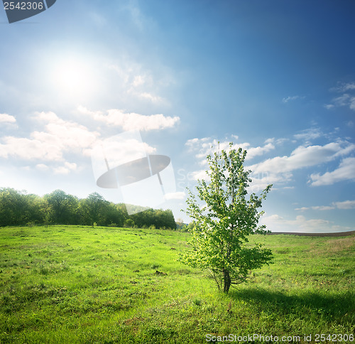 Image of Blooming green tree