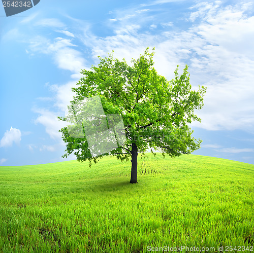 Image of Tree in field