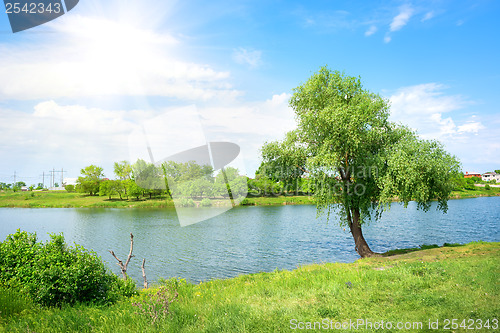 Image of Tree and lake
