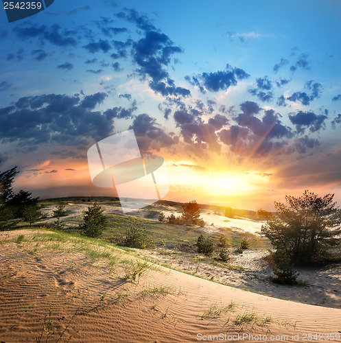 Image of Vegetation in the desert