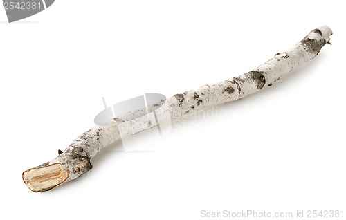 Image of Birch branch isolated