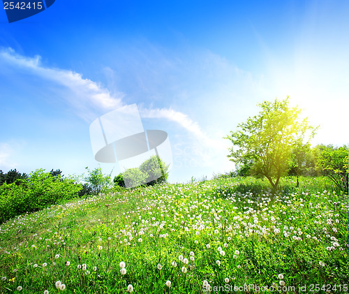 Image of Dandelions on a green meadow