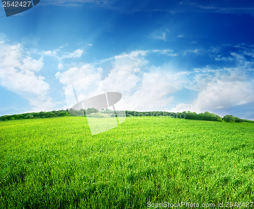 Image of Green field and blue sky