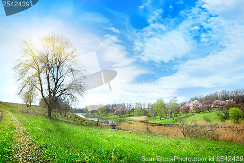 Image of Big tree and lake