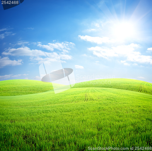 Image of Field of fresh grass