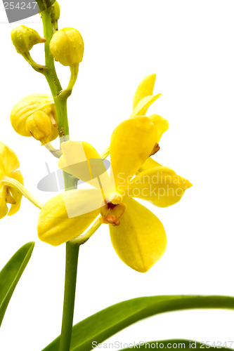 Image of Yellow Orchid

