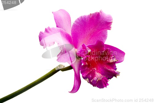 Image of Pink Orchid

