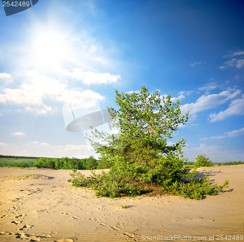 Image of Pine tree in the desert