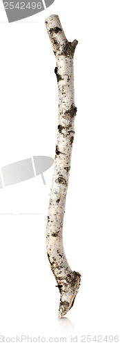 Image of Birch branch