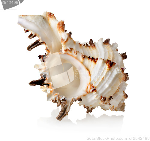 Image of Big seashell isolated