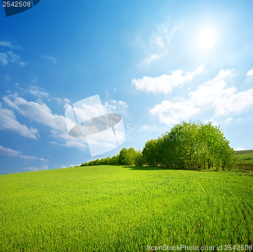 Image of Field of grass and trees