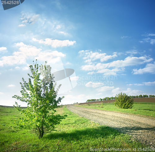 Image of Tree near a country road