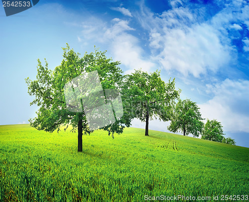 Image of Trees in field