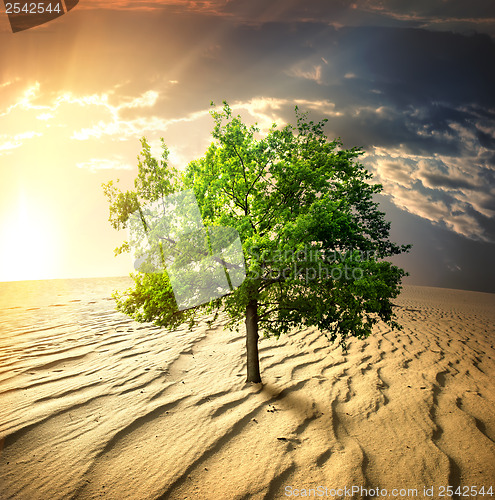Image of Green tree in the desert