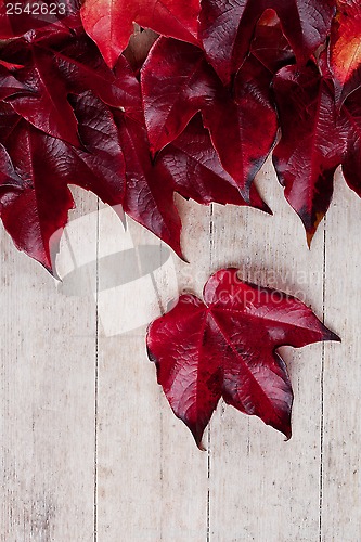 Image of red autumn leaves 