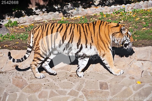 Image of Tiger