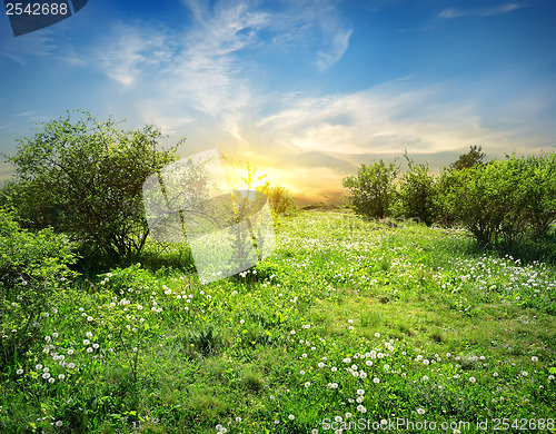 Image of Sunny meadow with flowers