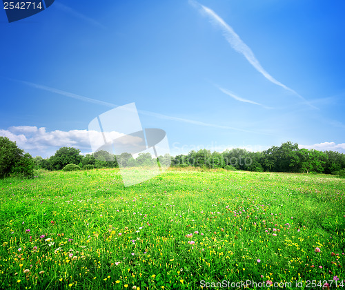 Image of Bright meadow flowers