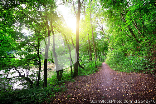 Image of Road in a forest near the river