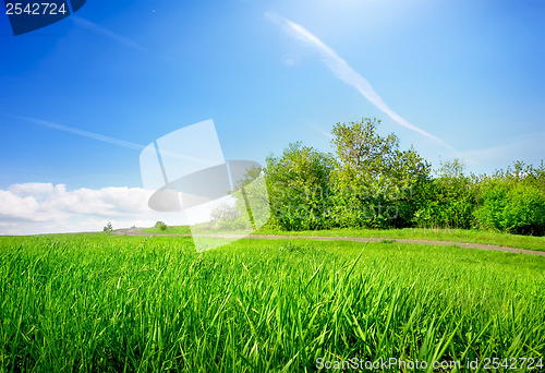 Image of Grass in field