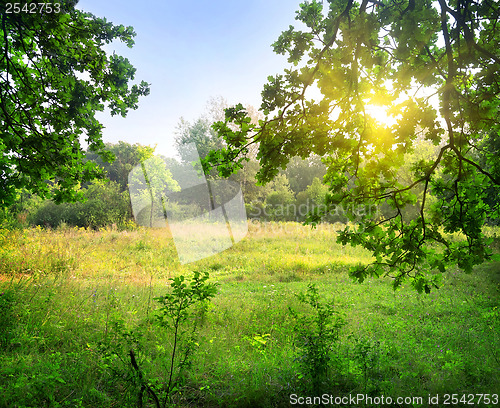 Image of Clearing in the forest