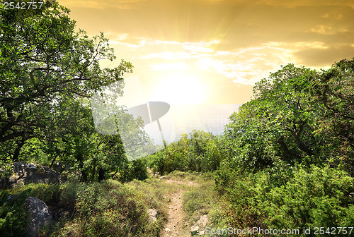 Image of Sunlight in mountain forest