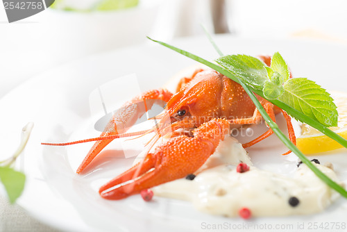 Image of Red lobster on a white plate