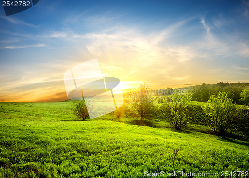 Image of Green fields of grass