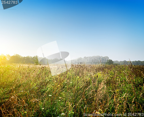 Image of Dawn over the meadow