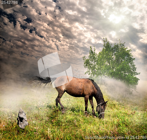 Image of Horse in a meadow