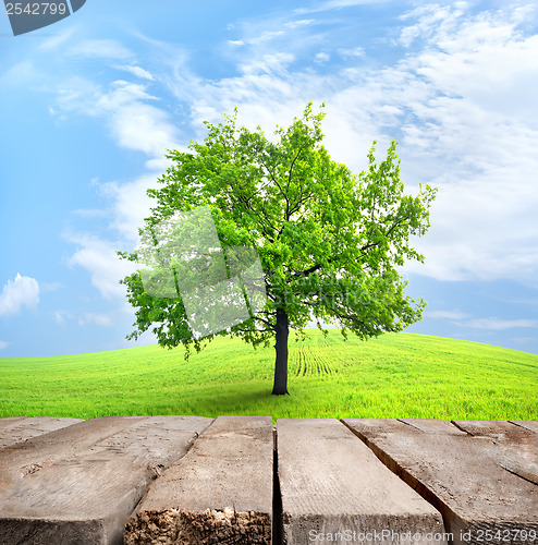 Image of Table and green tree