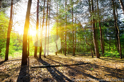 Image of Dawn in a pine forest