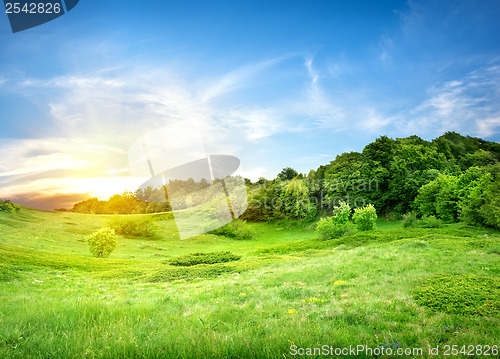 Image of Field near and forest 