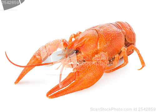 Image of Red lobster