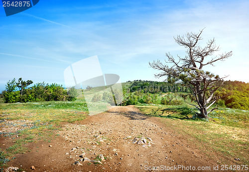 Image of Sandy road in a field